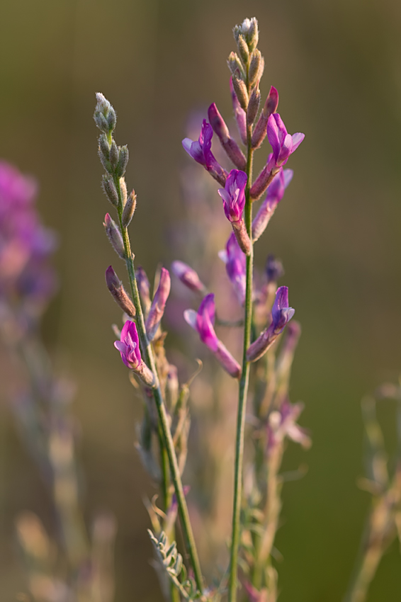 Изображение особи Astragalus varius.