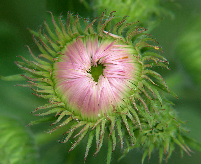 Изображение особи Symphyotrichum novae-angliae.