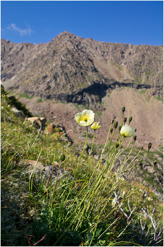 Image of Papaver pseudocanescens specimen.