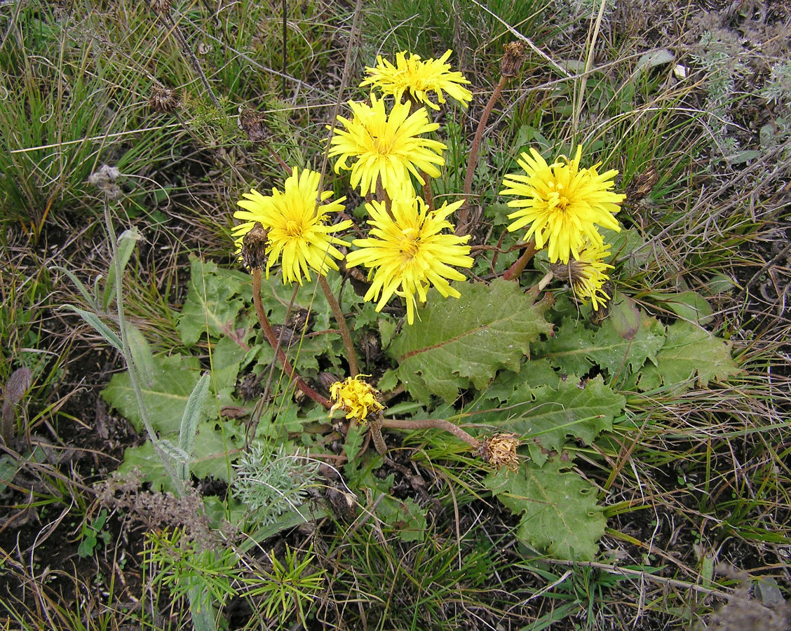 Изображение особи Taraxacum serotinum.