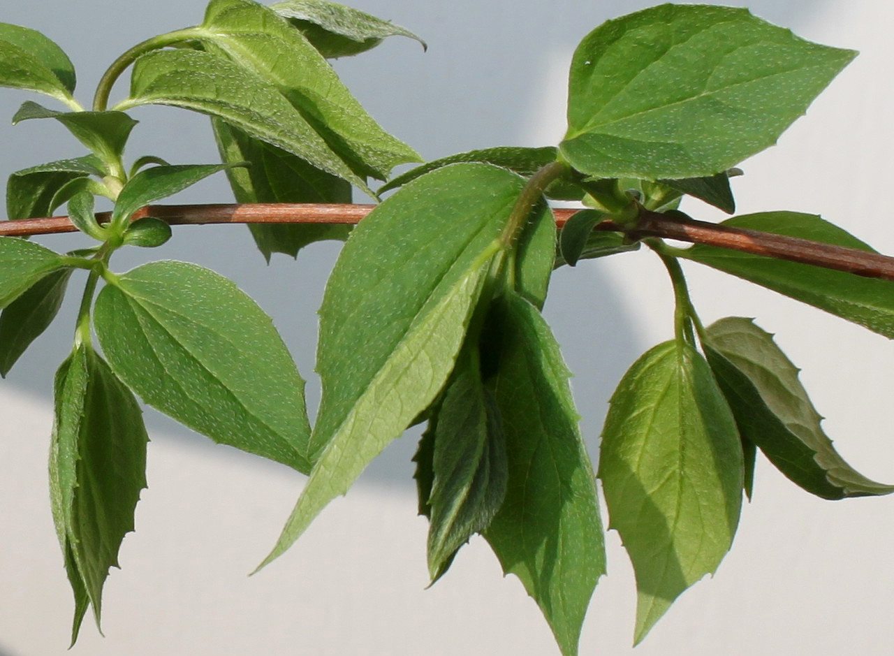 Image of Philadelphus coronarius specimen.