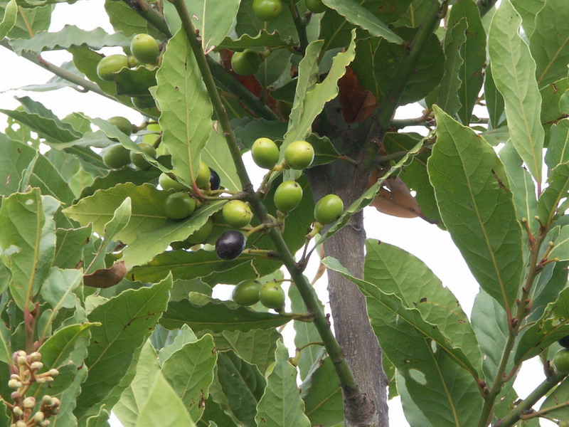 Image of Laurus nobilis specimen.