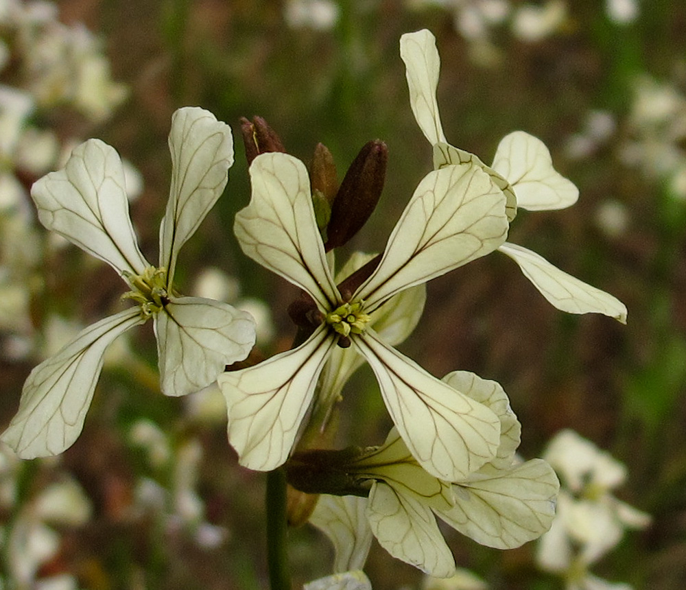 Image of Eruca sativa specimen.