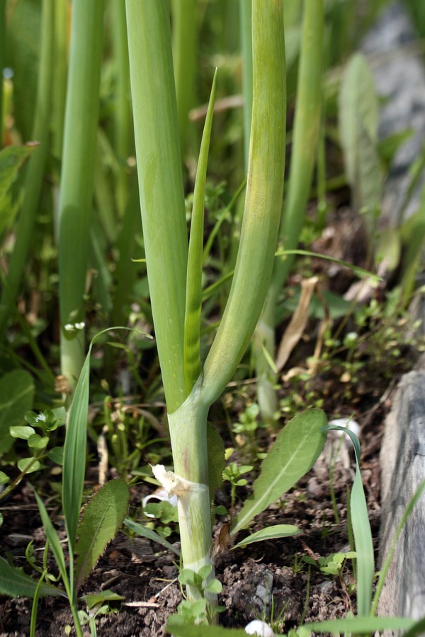 Изображение особи Allium fistulosum.