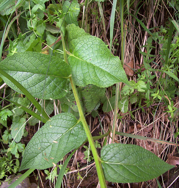 Image of Verbascum nigrum specimen.