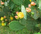 Opuntia humifusa. Цветущее растение. Абхазия, Гудаутский р-н, Мюссерский лесной массив, вблизи жилья. 09.06.2012.