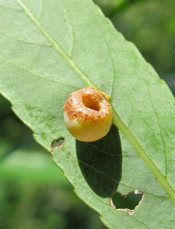 Изображение особи Salix acutifolia.