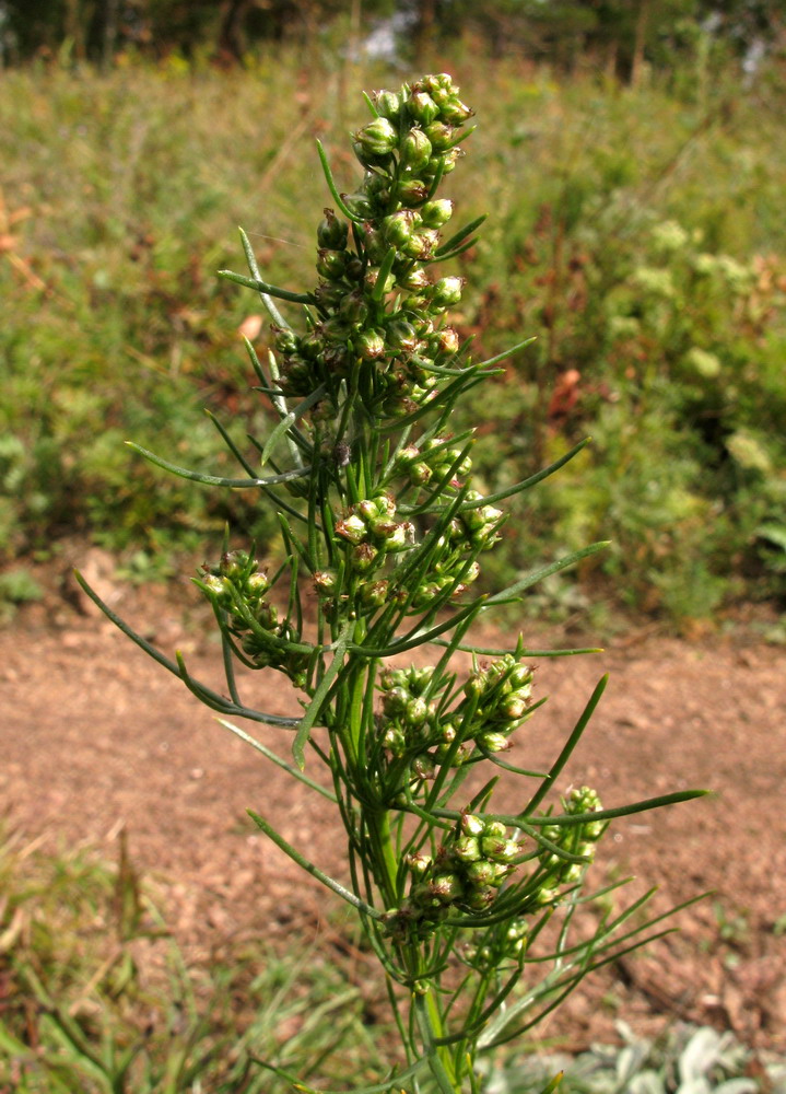 Image of Artemisia commutata specimen.