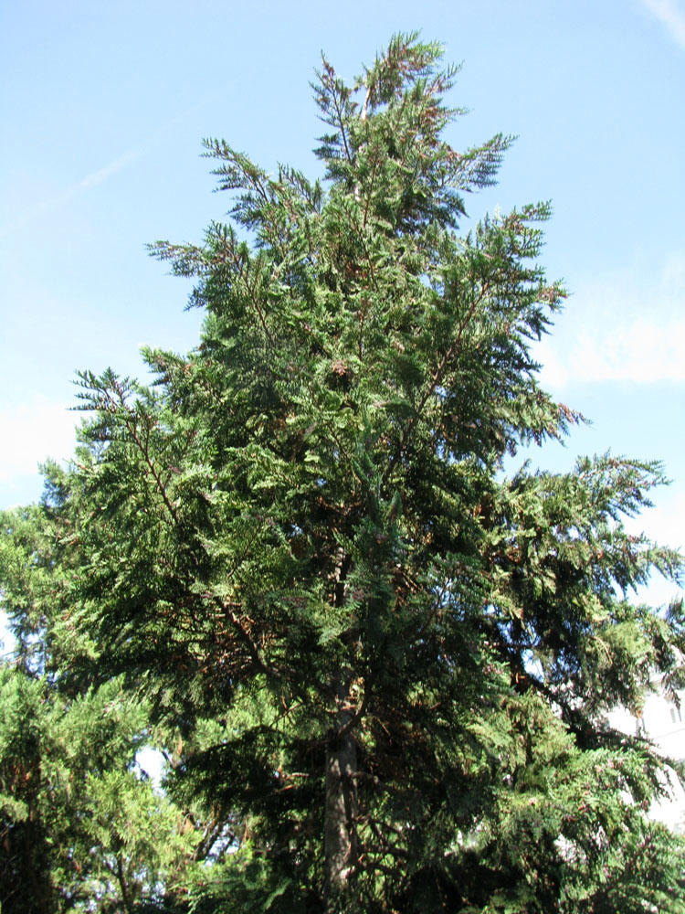 Image of Chamaecyparis lawsoniana specimen.