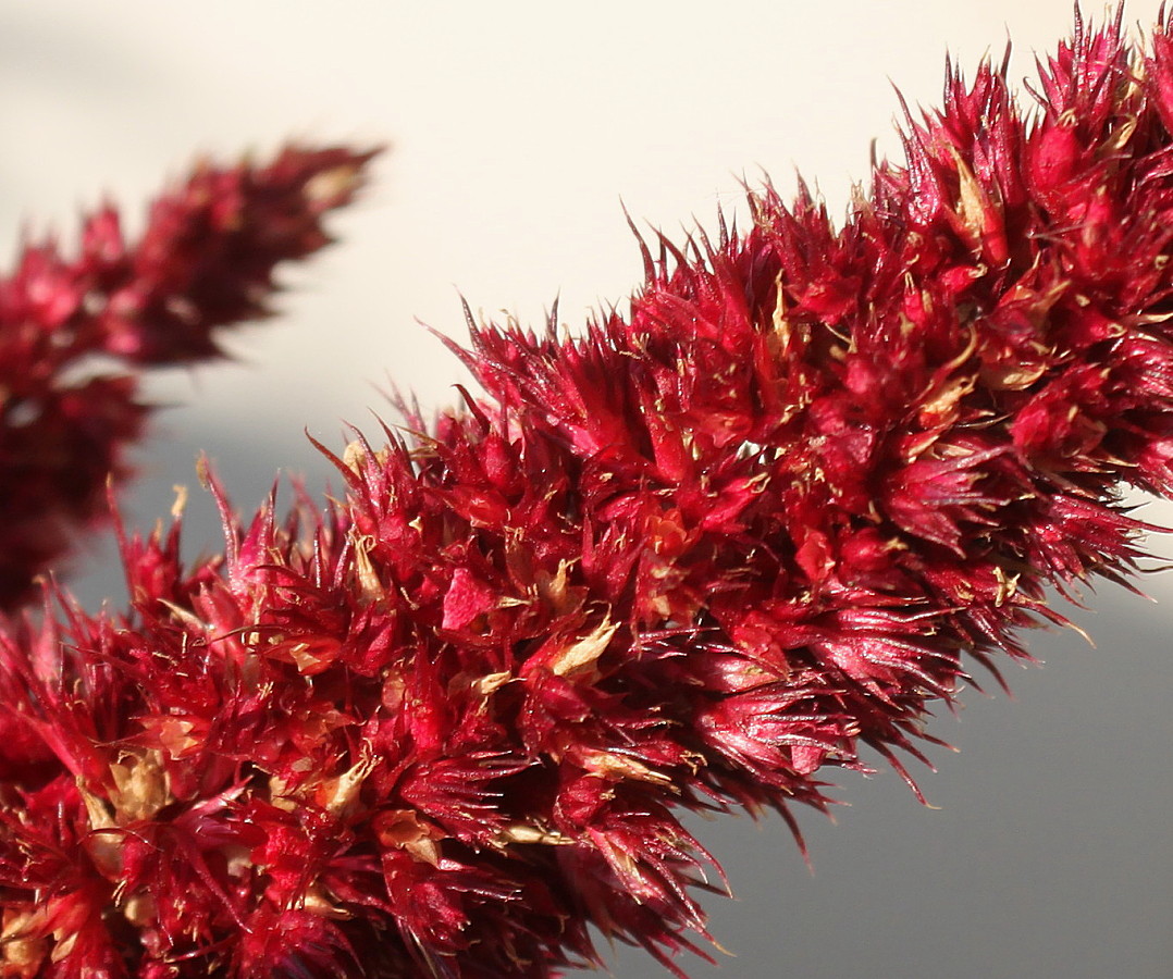 Image of Amaranthus hypochondriacus specimen.