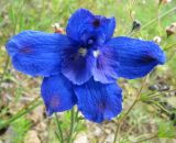 Delphinium grandiflorum. Цветок. Иркутская обл., пос. Листвянка. 03.07.2012.