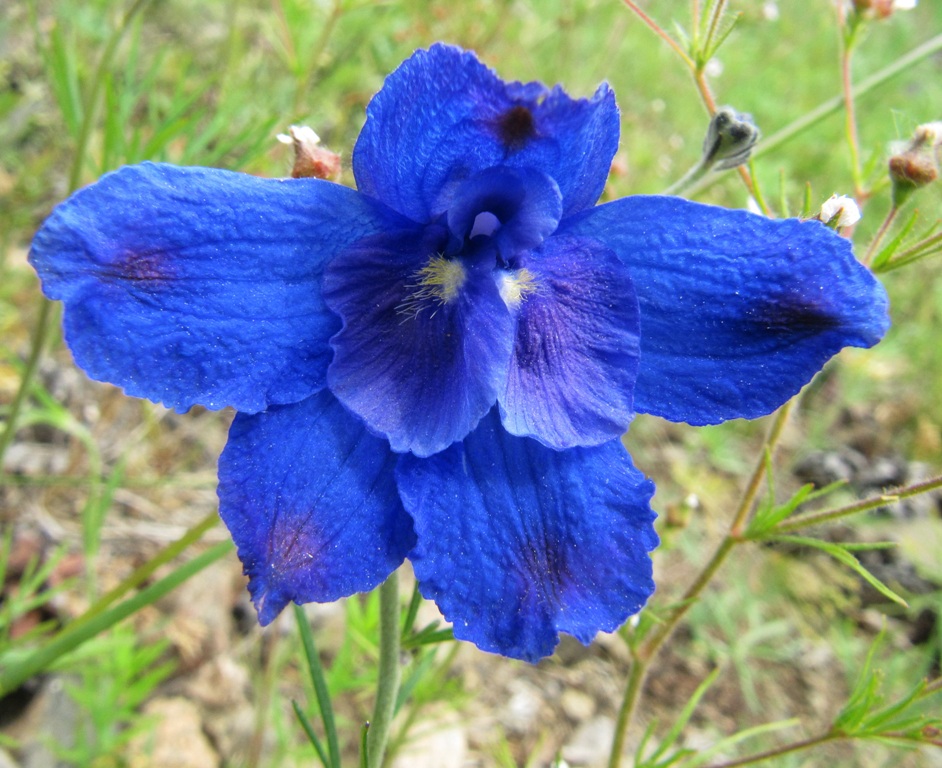 Image of Delphinium grandiflorum specimen.