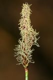 Carex ericetorum. Соцветие. Республика Татарстан, Волжско-Камский заповедник. 09.05.2010.