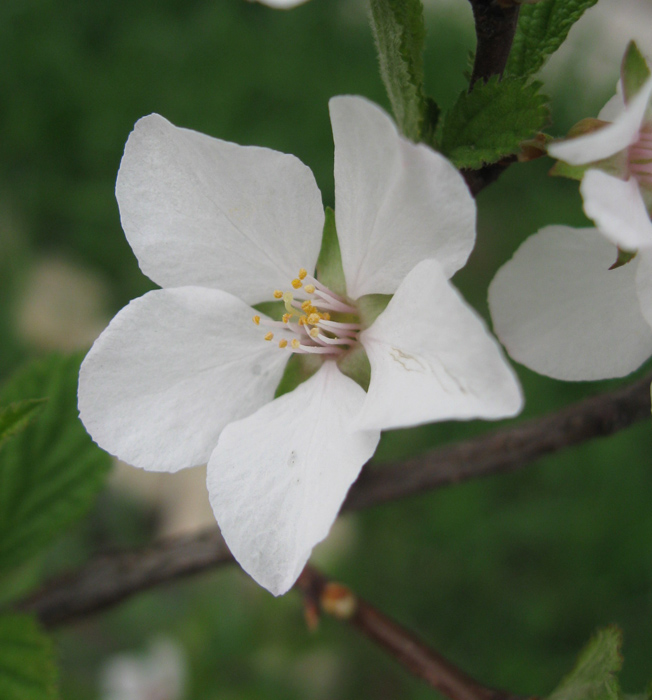 Image of Cerasus tomentosa specimen.