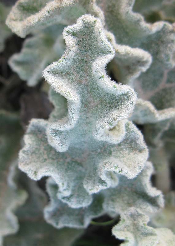 Image of genus Verbascum specimen.