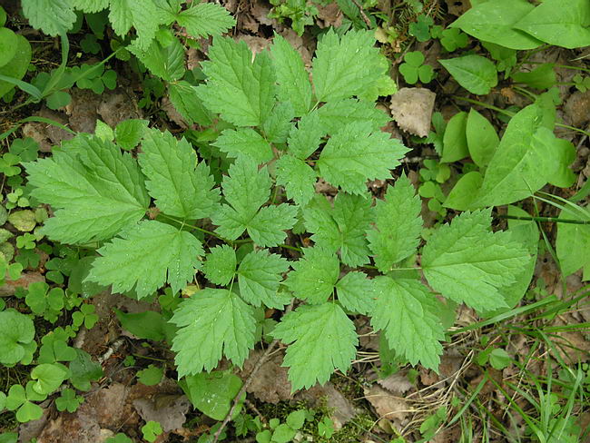 Image of Actaea spicata specimen.