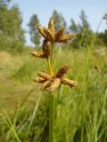Смотреть изображение Schoenoplectus triqueter