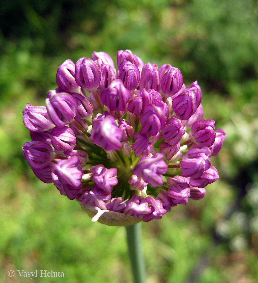 Image of genus Allium specimen.