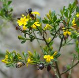 Jasminum fruticans. Ветвь цветущего кустарника с прошлогодними плодами и подлетающей фуражирующей пчелой. Нагорный Карабах, Шаумянский р-н, ущелье р. Тартар. 09.05.2013.