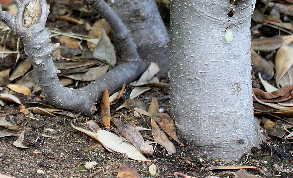 Image of Pittosporum crassifolium specimen.