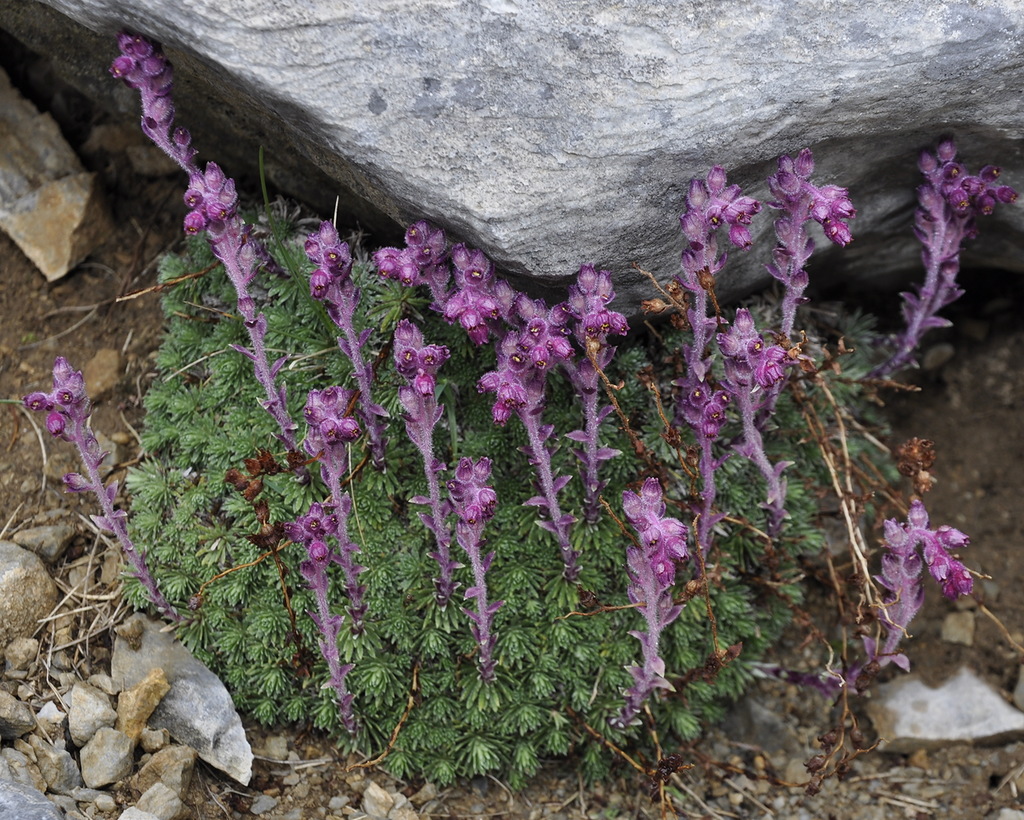 Image of Saxifraga sempervivum specimen.