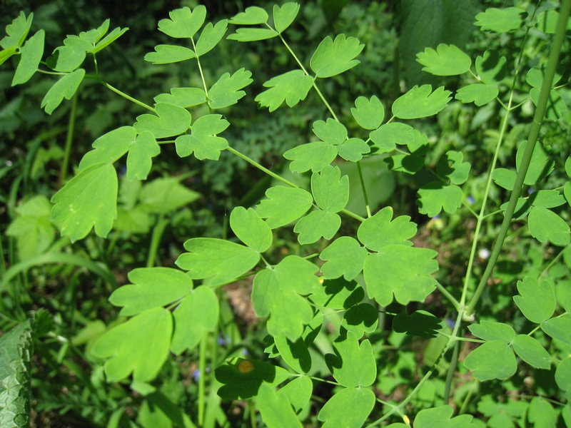 Image of Thalictrum minus specimen.