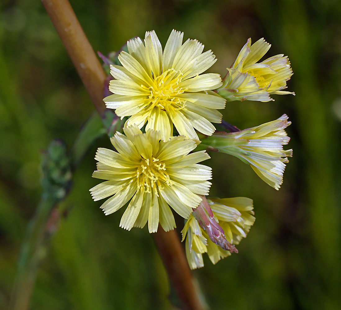 Изображение особи Lactuca serriola.