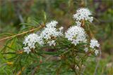 Ledum palustre. Верхушка цветущего растения. Карелия, восточный берег оз. Топозеро. 11.06.2013.