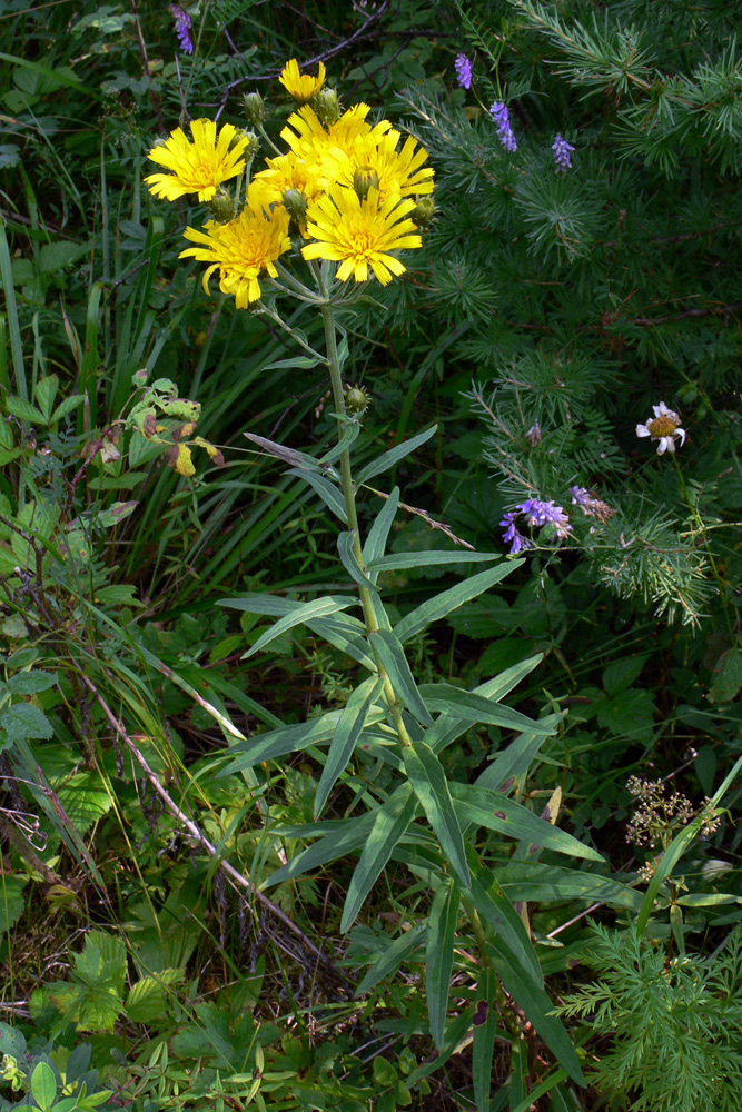 Image of Hieracium umbellatum specimen.