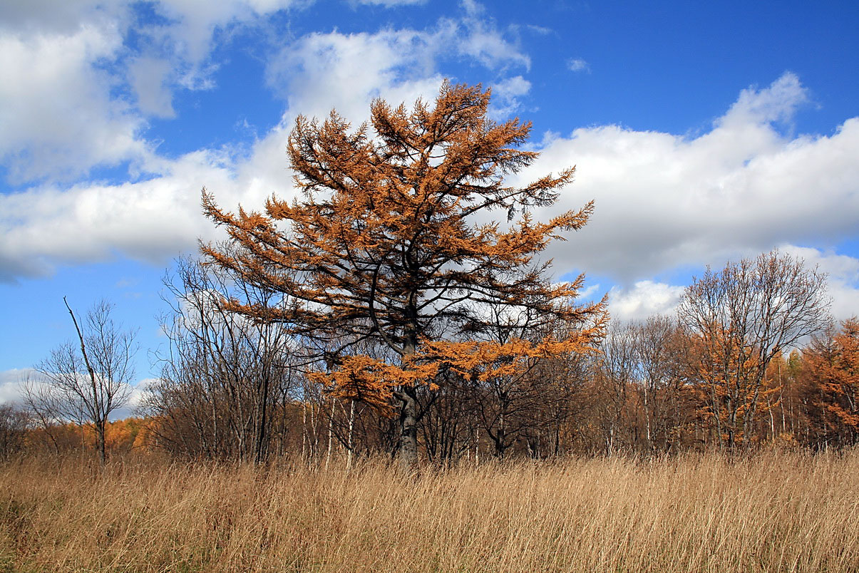 Изображение особи Larix kaempferi.