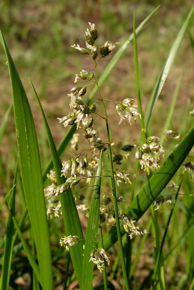 Image of Hierochloe glabra specimen.