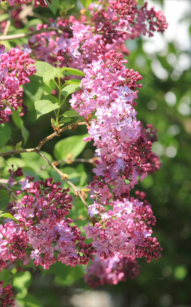 Изображение особи Syringa vulgaris.