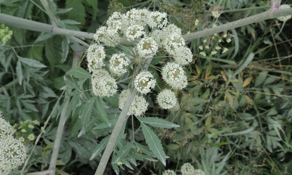 Image of Cicuta virosa specimen.