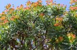 Euphorbia dendroides. Верхняя часть кроны цветущего и плодоносящего растения. Греция, п-ов Пелопоннес, о. Монемвасия, соединённый с Пелопоннесом дамбой. 03.04.2014.