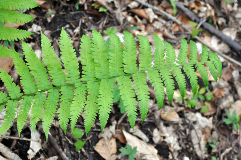 Image of Dryopteris filix-mas specimen.