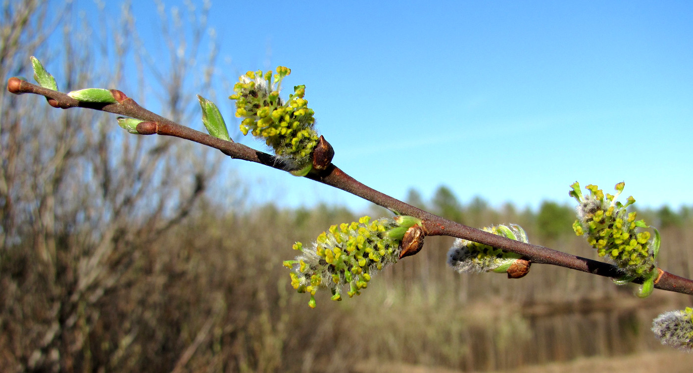 Image of Salix cinerea specimen.