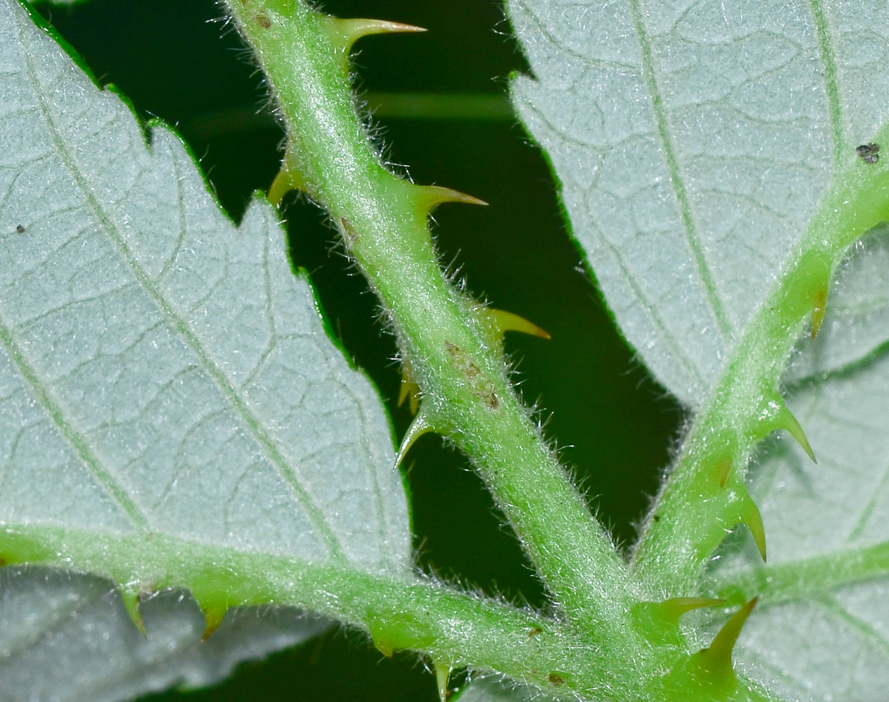 Image of Rubus canescens specimen.