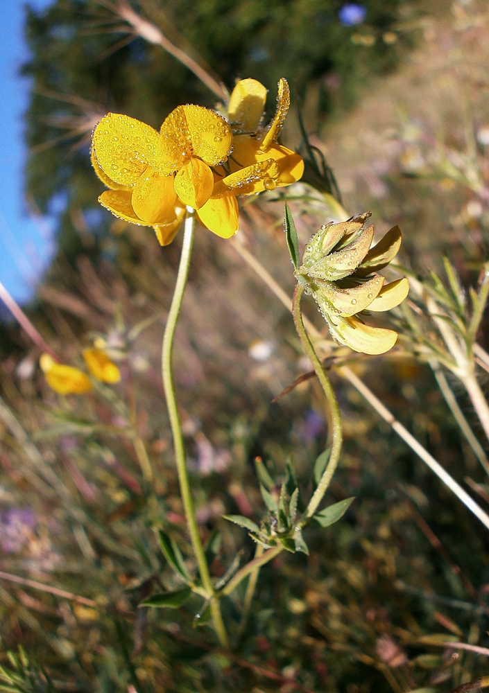 Image of Lotus &times; ucrainicus specimen.