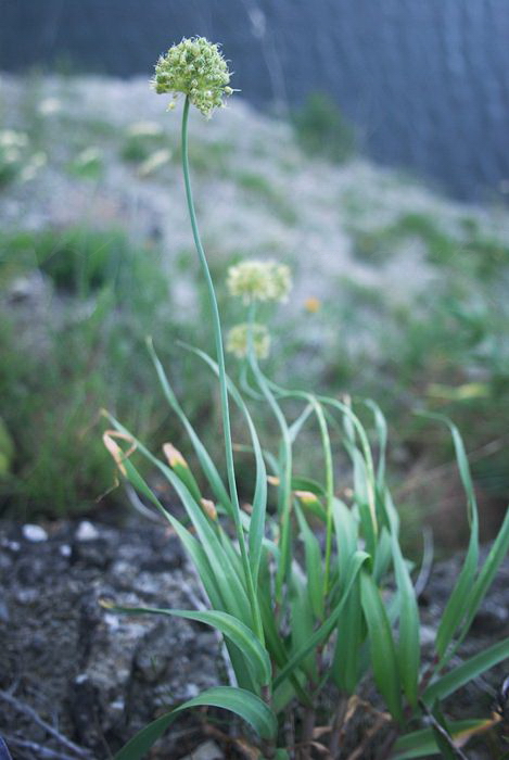 Image of Allium obliquum specimen.