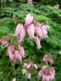 Dicentra formosa. Соцветия. Санкт-Петербург, Приморский р-н, на цветнике во дворе одного из жилых домов, в культуре. 18.08.2014.