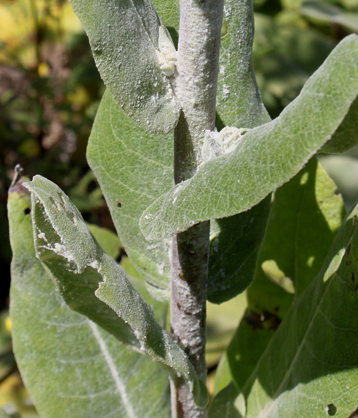 Image of Verbascum pulverulentum specimen.