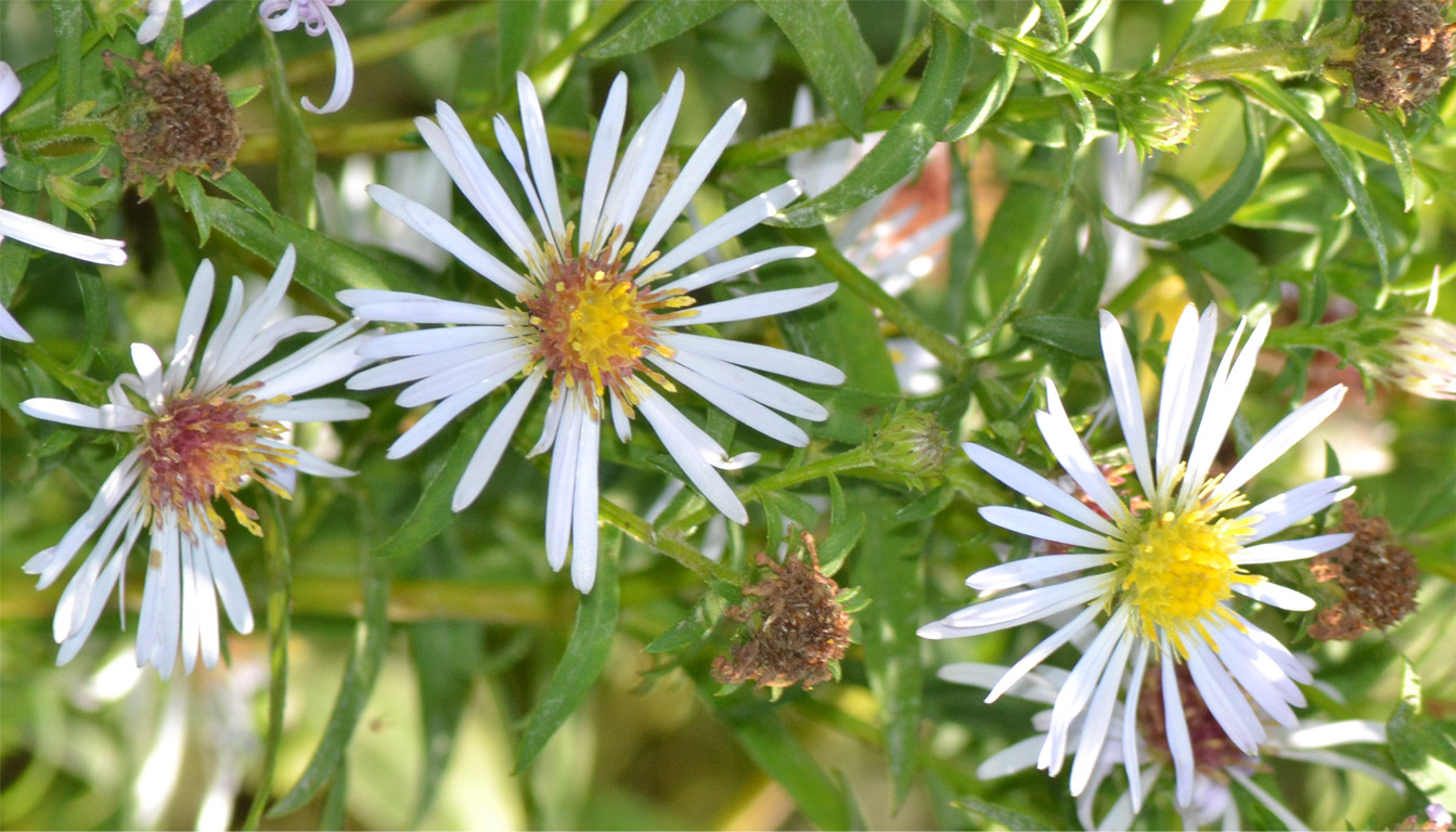 Image of genus Symphyotrichum specimen.