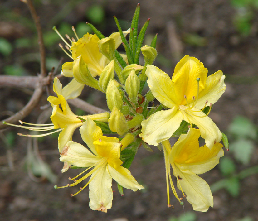 Image of Rhododendron luteum specimen.