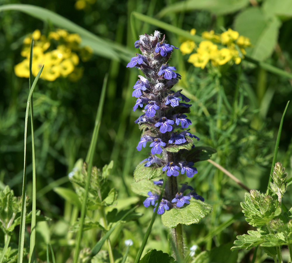 Image of Ajuga reptans specimen.