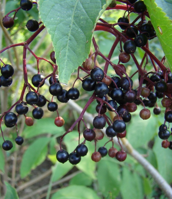 Image of Sambucus nigra specimen.