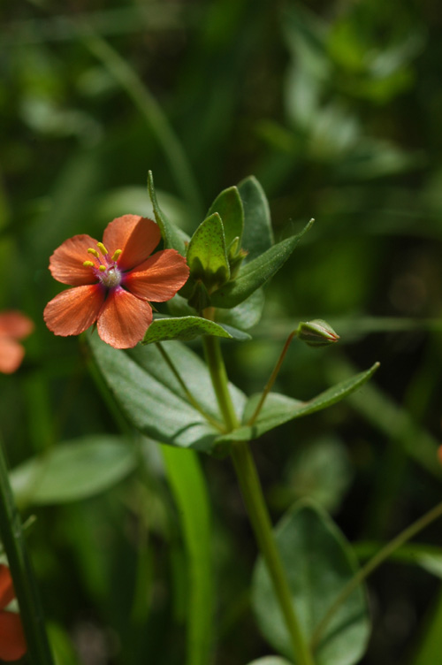 Image of Anagallis arvensis specimen.