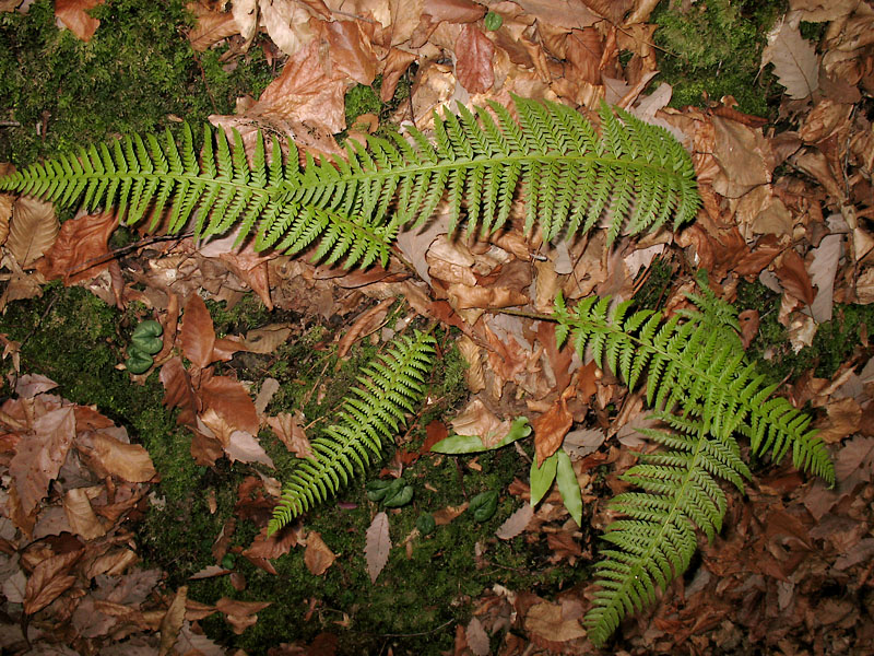 Image of Polystichum aculeatum specimen.