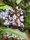 Mahonia aquifolium