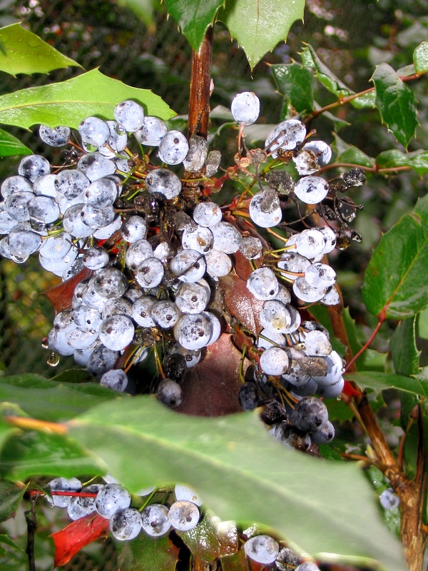 Image of Mahonia aquifolium specimen.