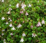 Linnaea borealis